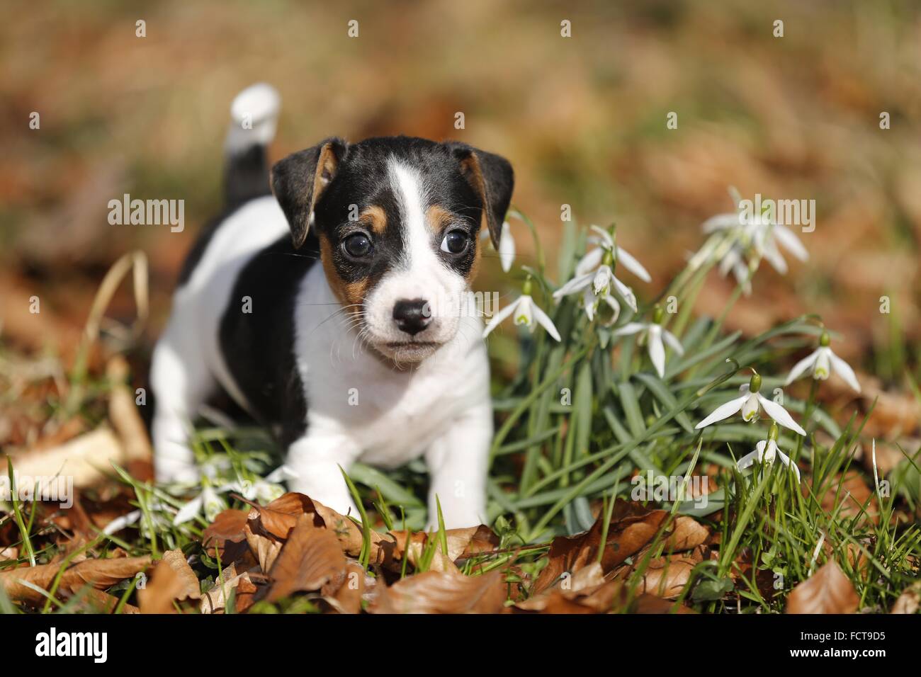Jack Russell Terrier cucciolo Foto Stock