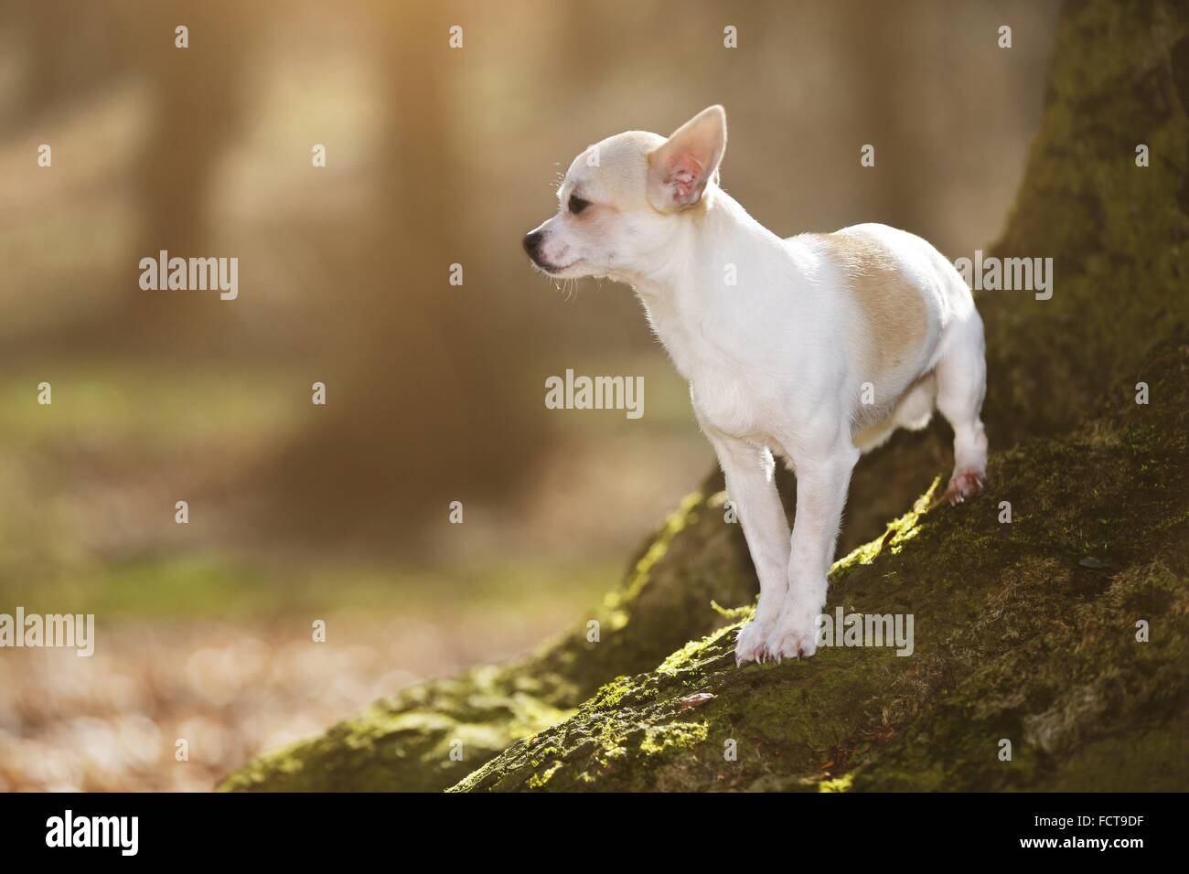 Chihuahua Foto Stock