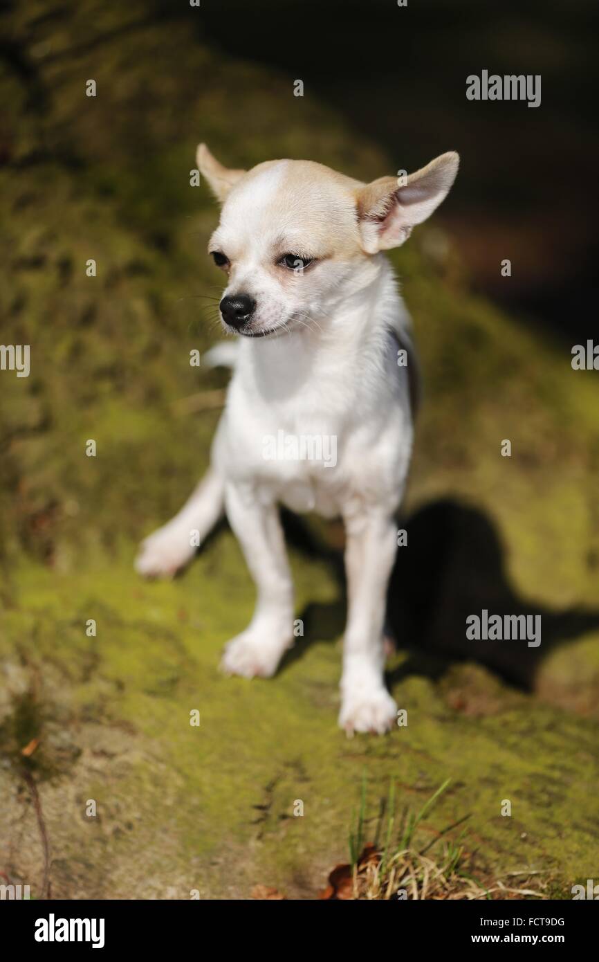 Chihuahua Foto Stock