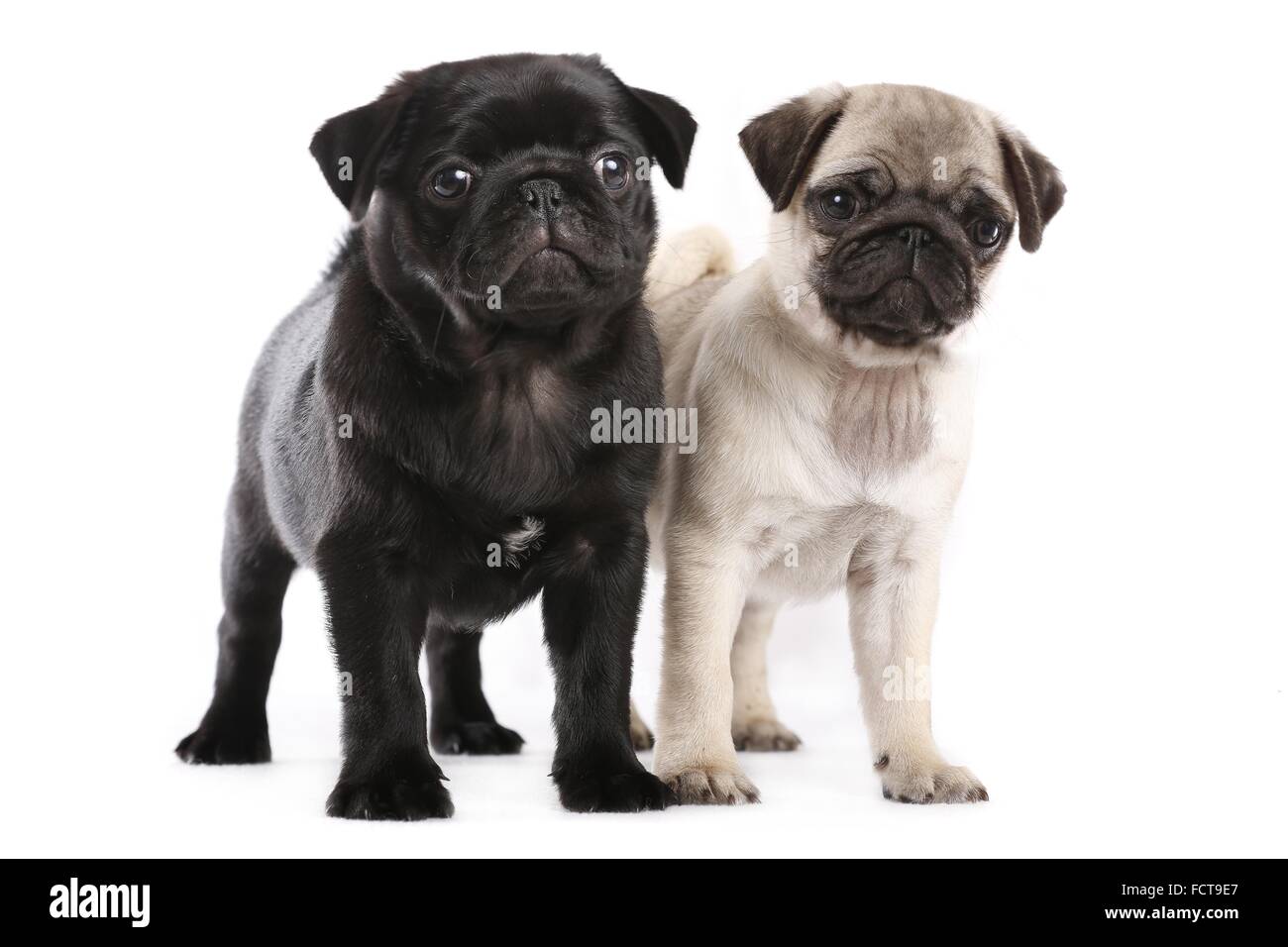 Cuccioli del Pug Foto Stock