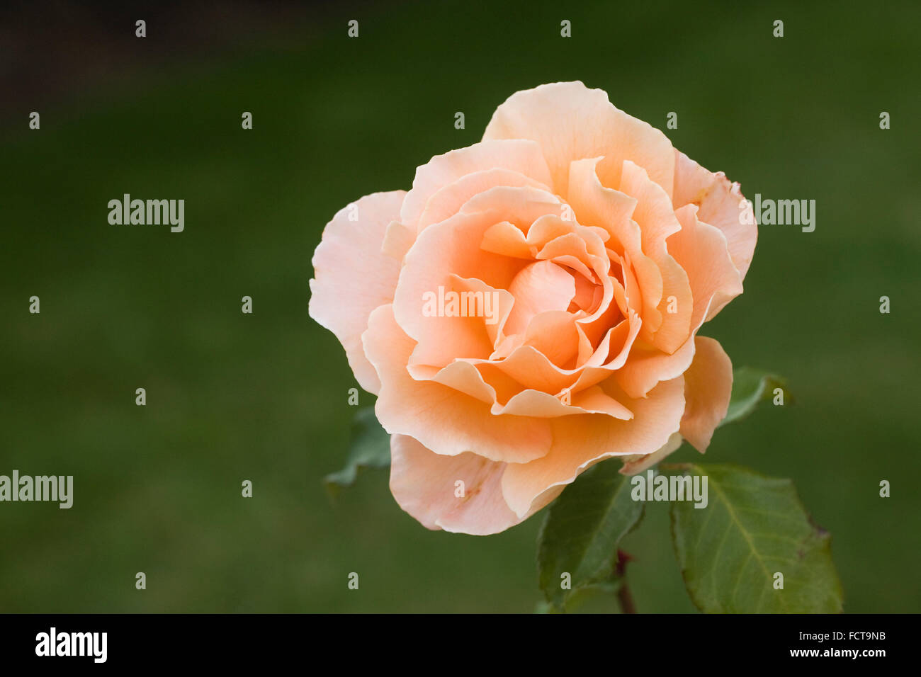 Rosa 'appena Joey'.Hybrid tea rose fiore. Foto Stock