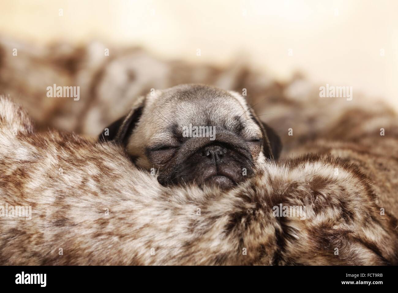 Cucciolo di Carlino Foto Stock