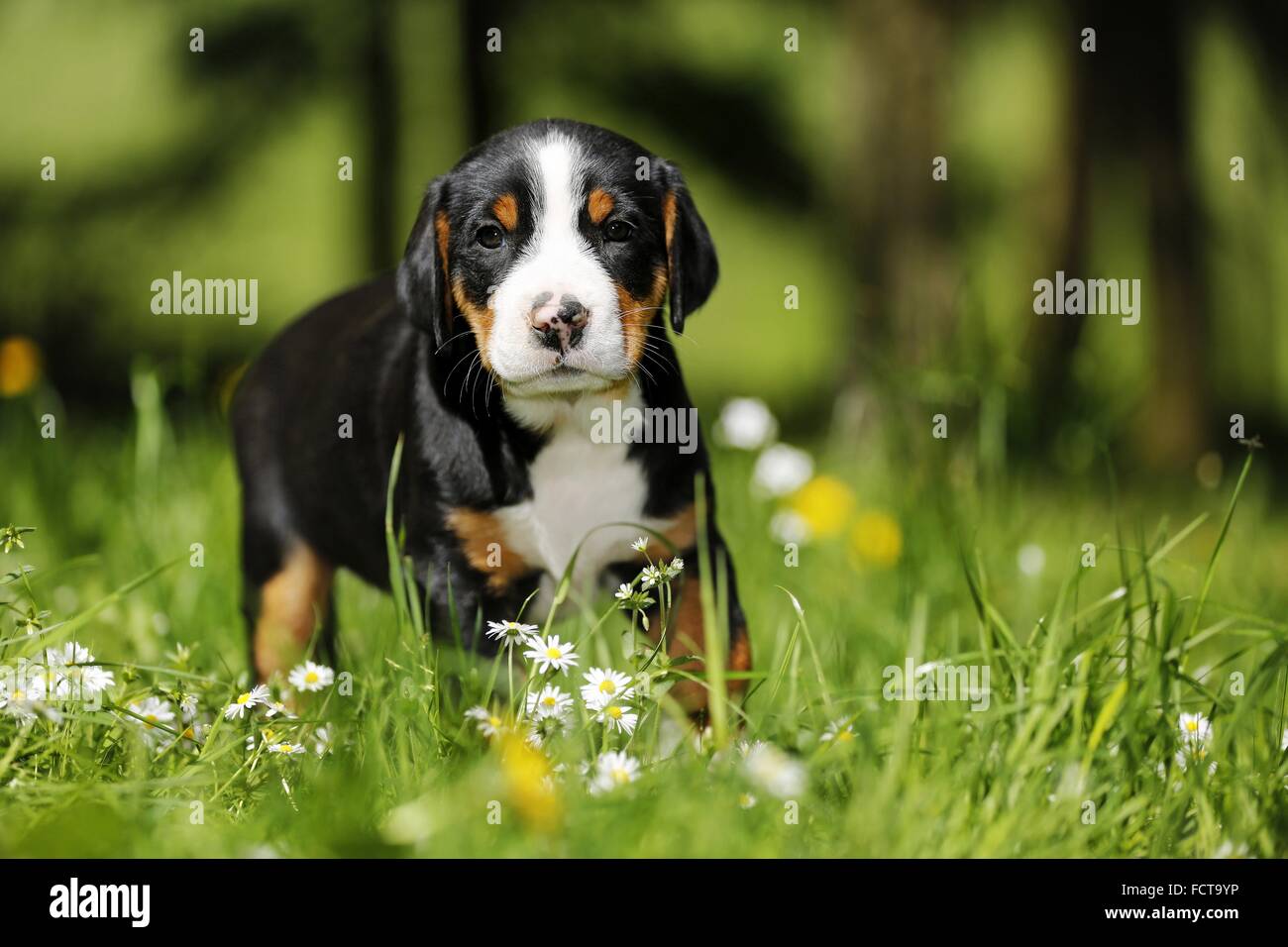 Maggiore di montagna in Svizzera cucciolo di cane nel prato di fiori Foto Stock