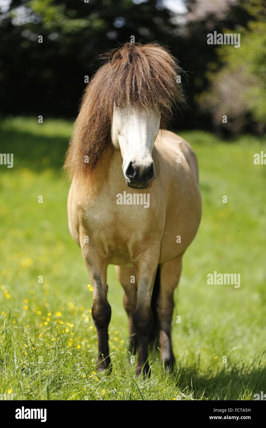 Cavallo islandese Foto Stock