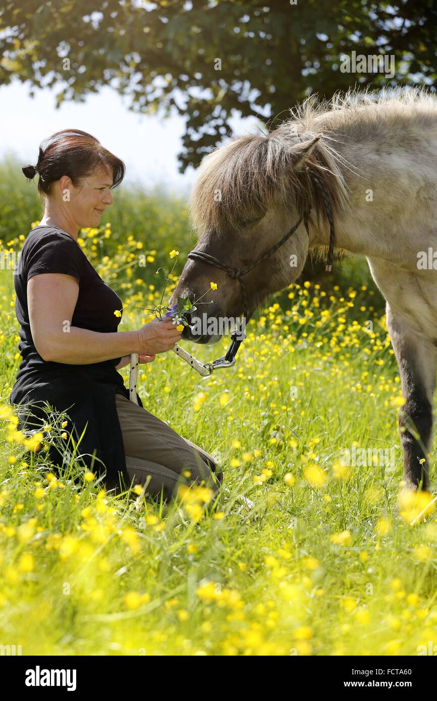 Donna e cavallo islandese Foto Stock