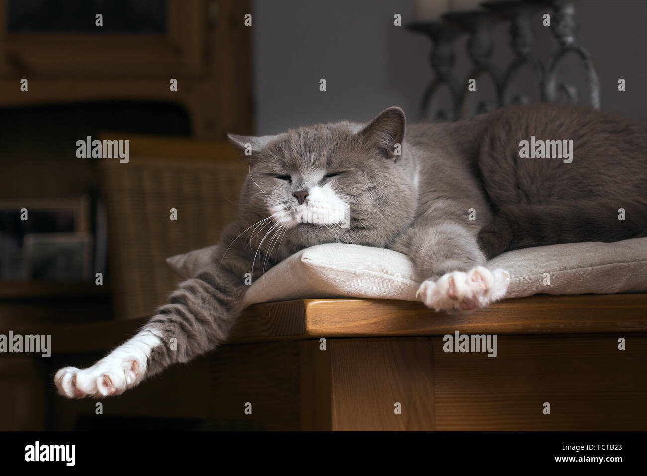 Carino British Shorthair cat si sveglia su un tavolo nella stanza vivente Foto Stock