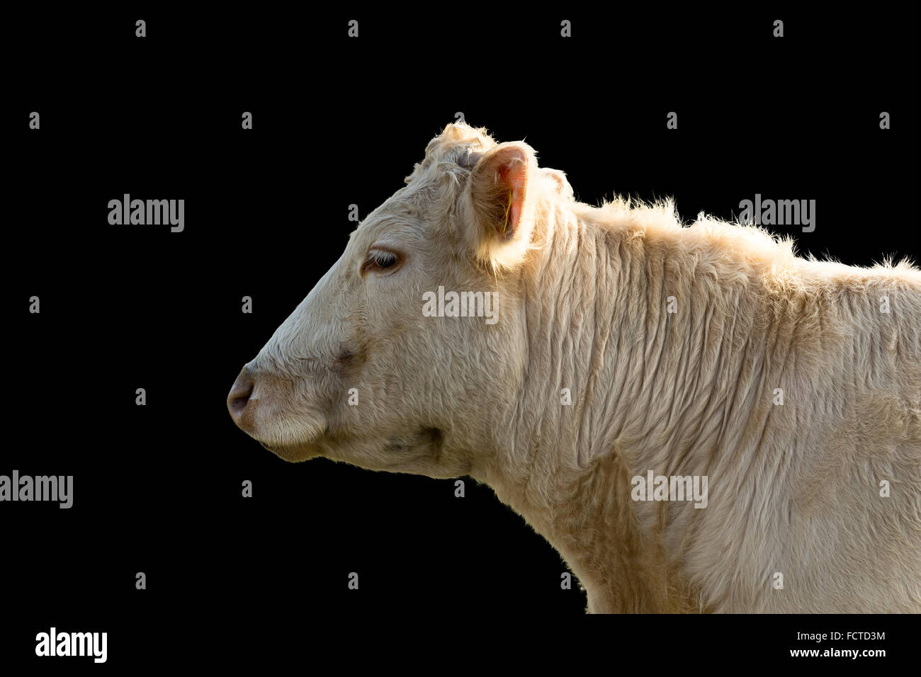 Profilo di una mucca, isolati su sfondo nero Foto Stock