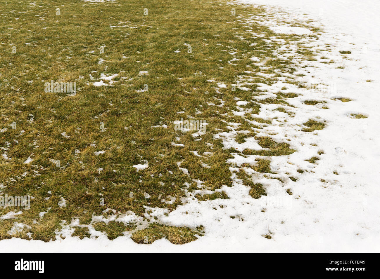 Sfondo dalla prima neve sul prato verde. L'inverno è venuta. Foto Stock