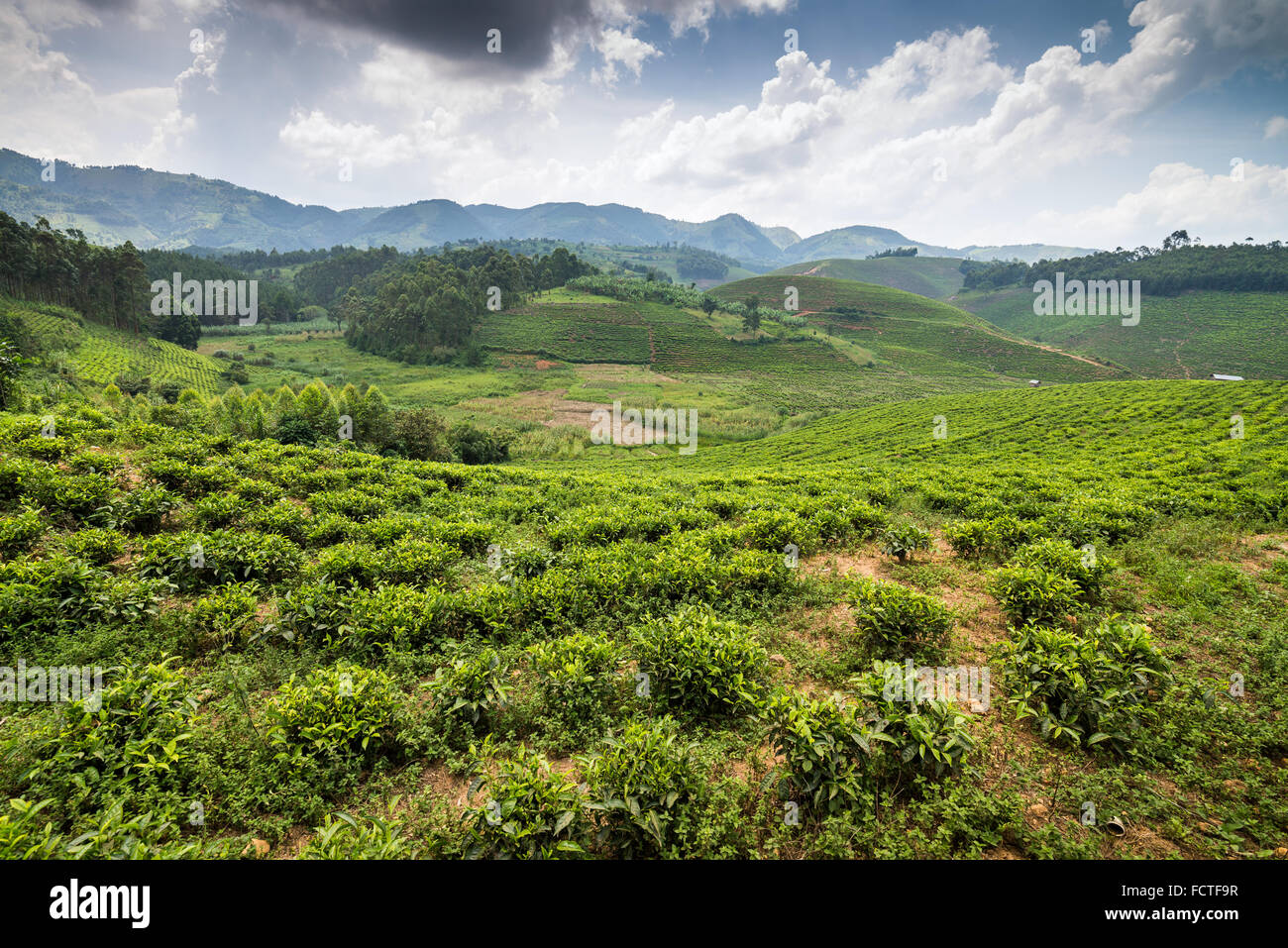 Campo da tè in Ishaka, Uganda, Africa Foto Stock