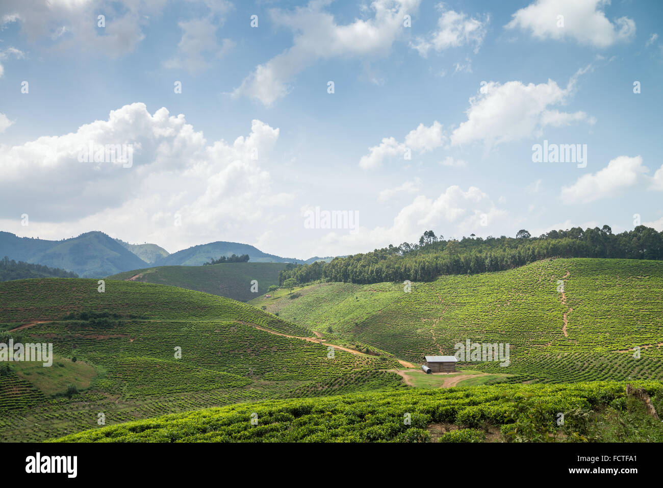 Campo da tè in Ishaka, Uganda, Africa Foto Stock