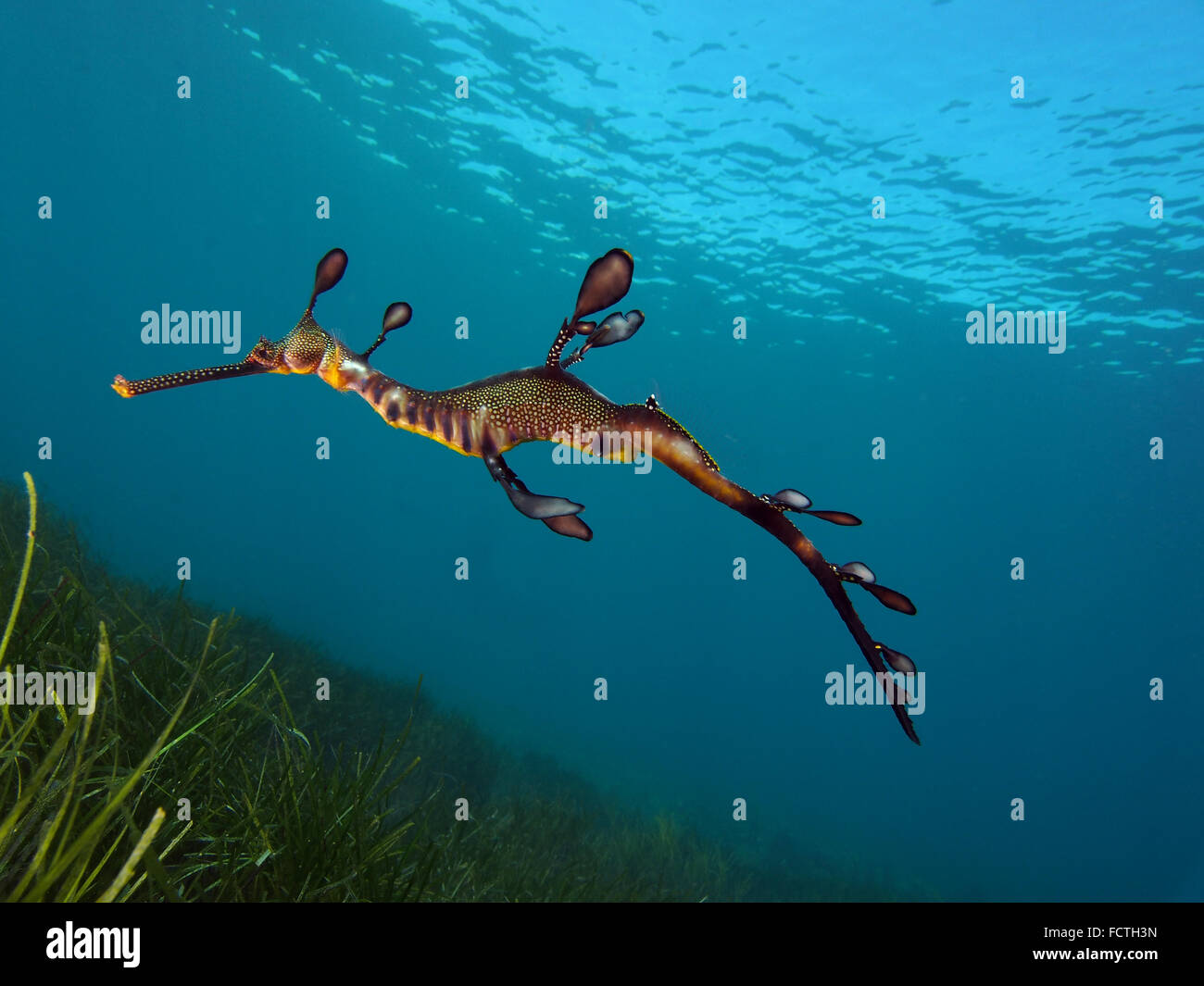 Weedy Sea Dragon Flinders Pier Victoria Australia Habitat Naturali Foto Stock