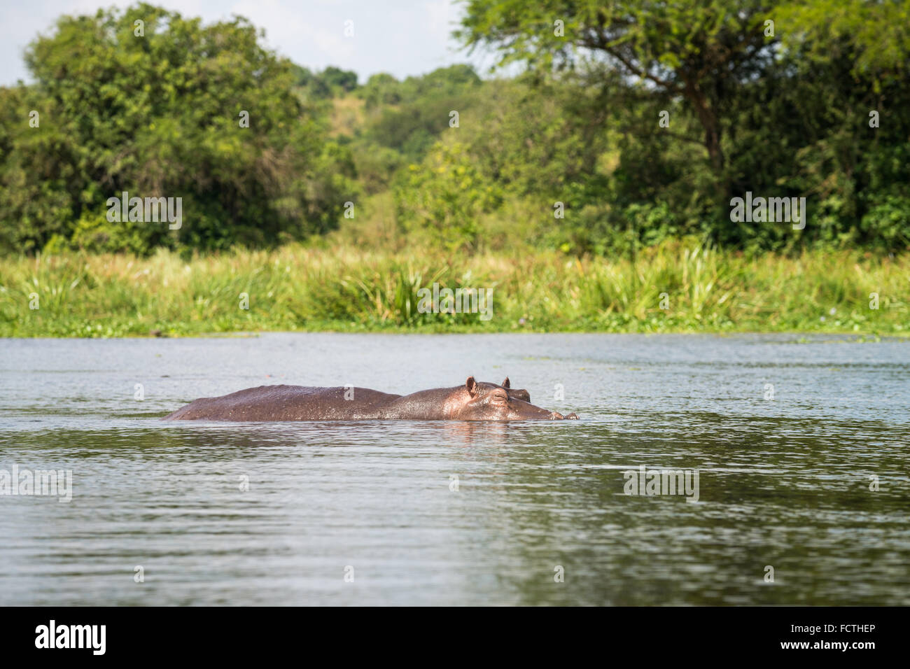 Hippo's sul Fiume Nilo, Murchison Falls National Park, Uganda, Africa Foto Stock