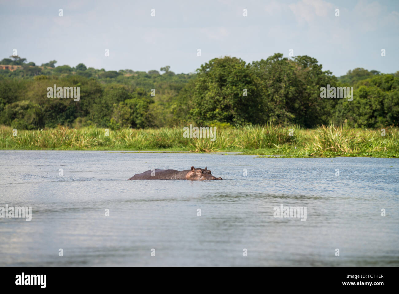 Hippo's sul Fiume Nilo, Murchison Falls National Park, Uganda, Africa Foto Stock