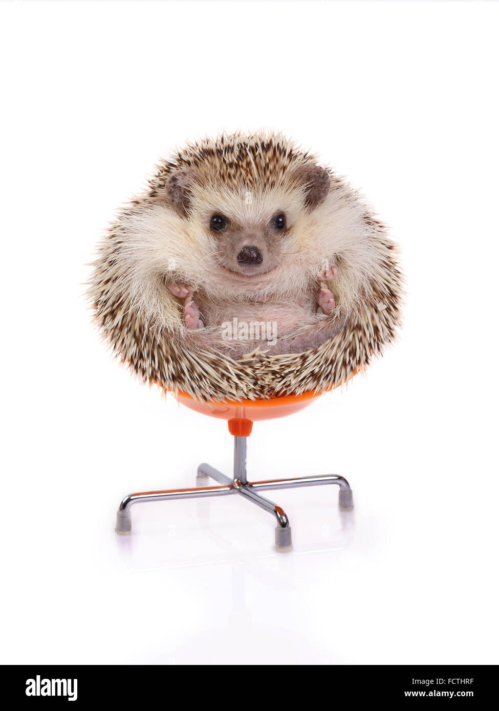 Carino il riccio seduto sulla sedia come sfera su sfondo bianco Foto Stock