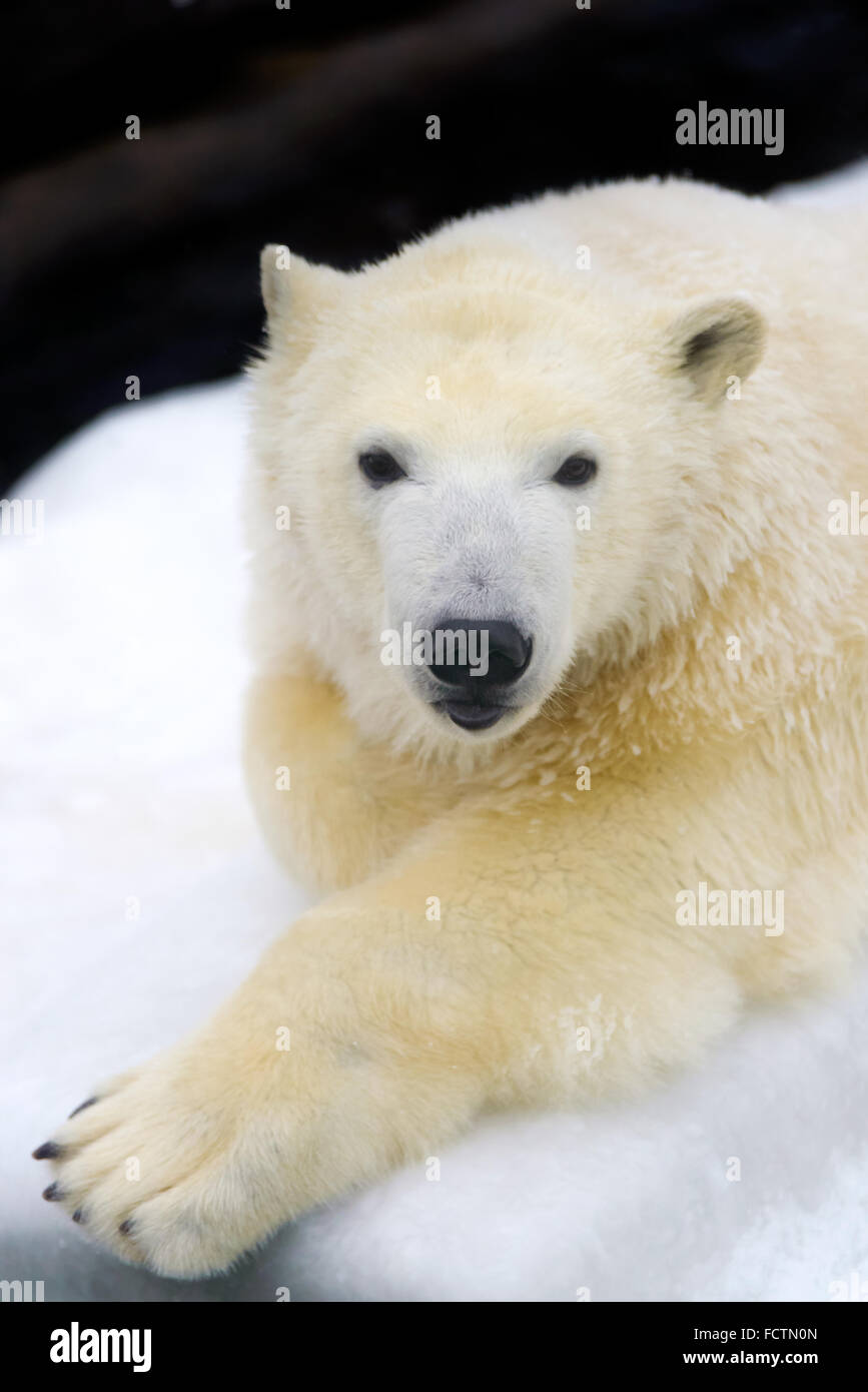 Animali: orso polare avente un riposo sulla neve bianca Foto Stock