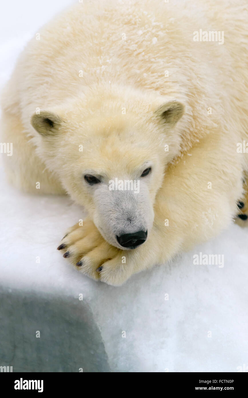 Animali: orso polare avente un riposo sulla neve bianca Foto Stock