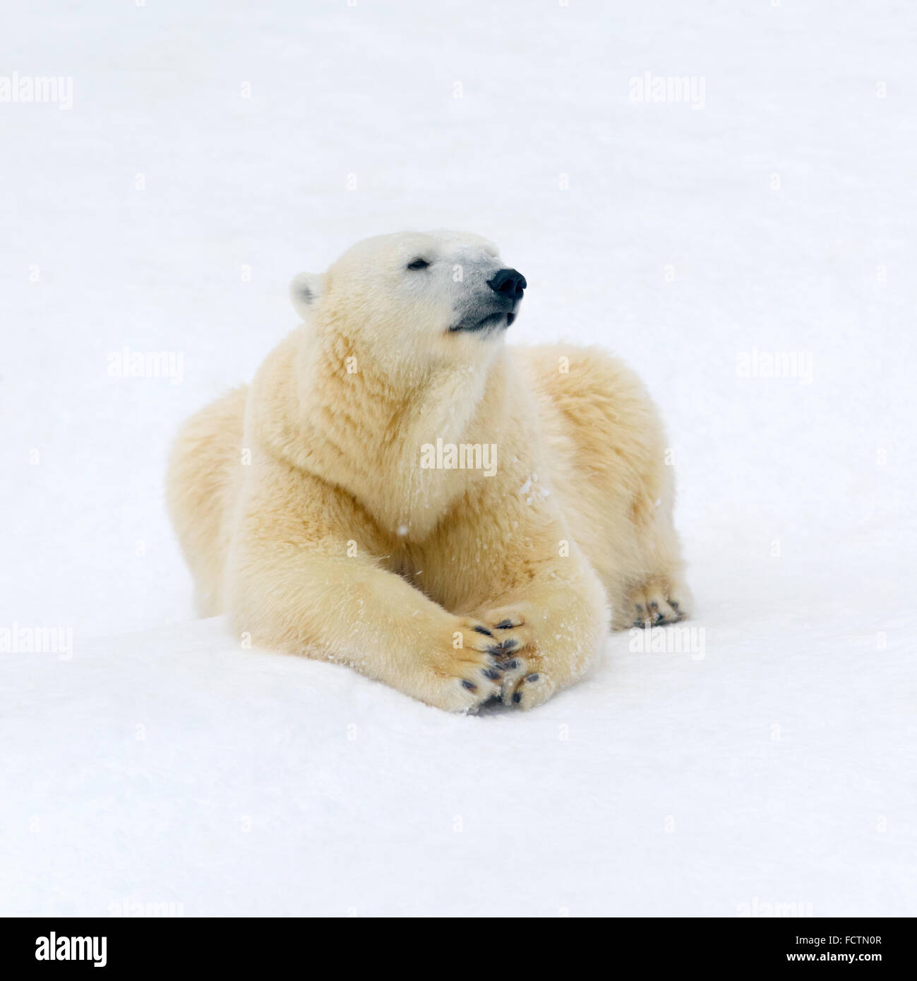 Animali: orso polare avente un riposo sulla neve bianca Foto Stock