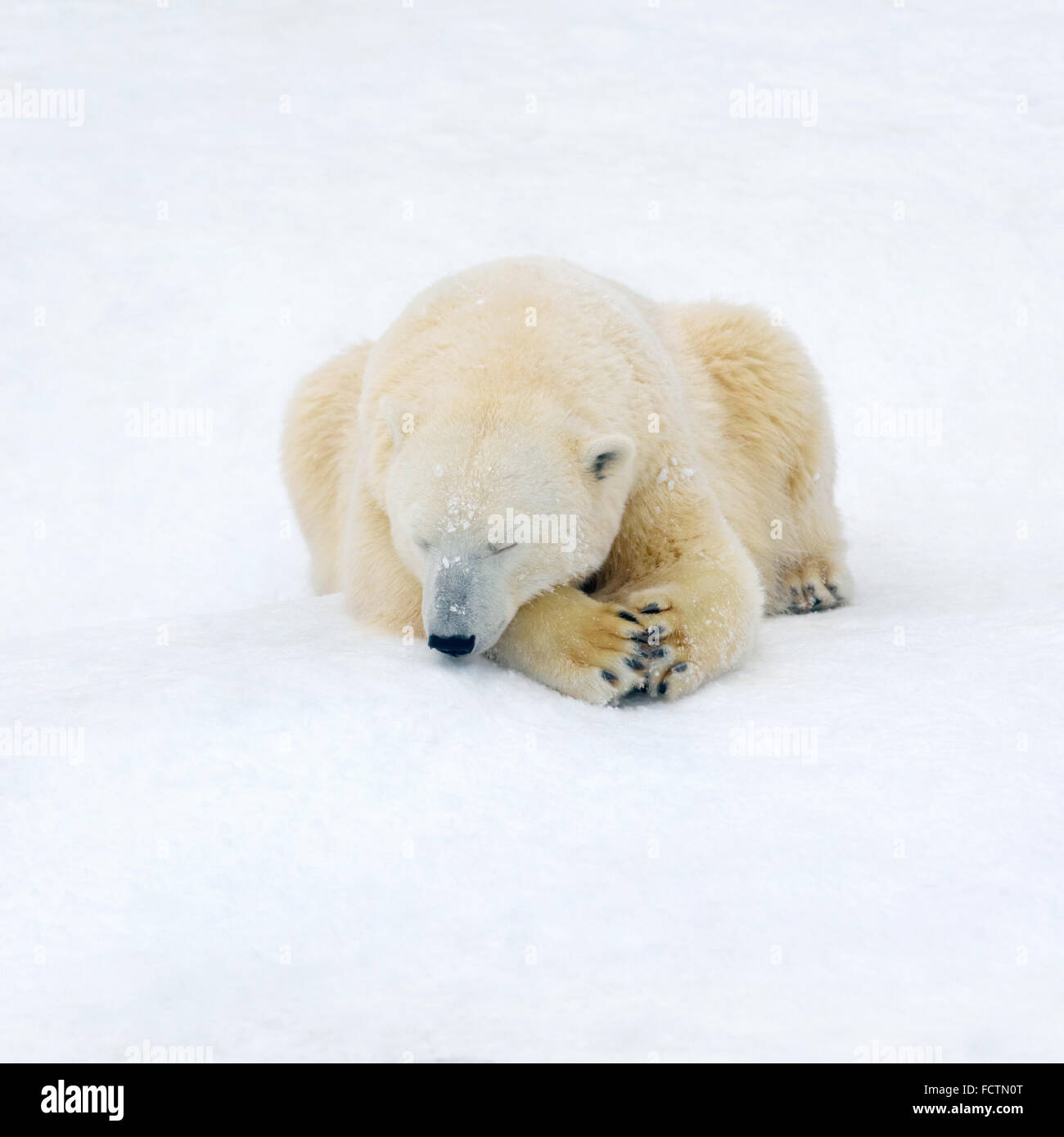 Animali: orso polare avente un riposo sulla neve bianca Foto Stock