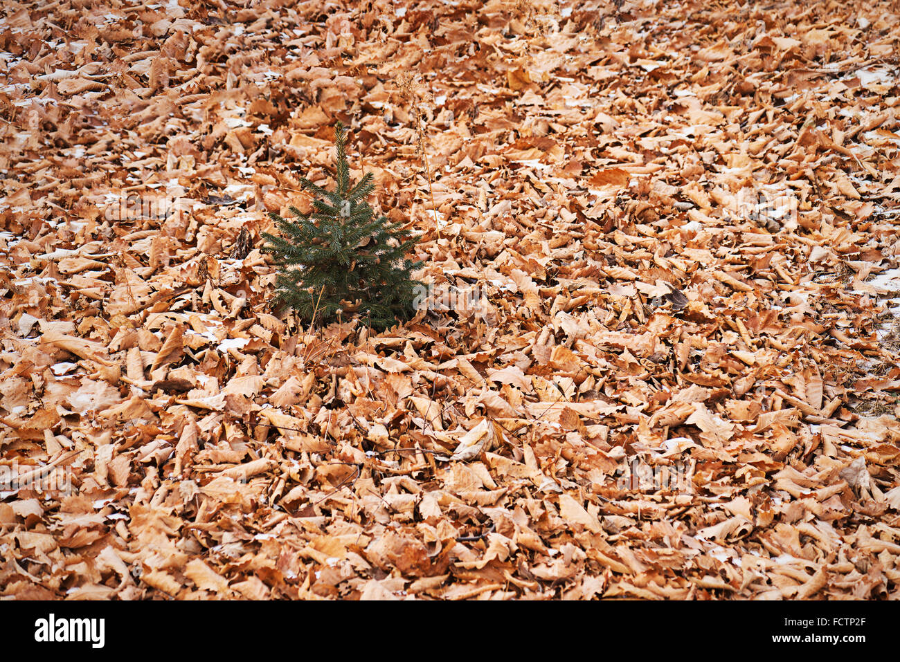 Piccolo verde abete sulla natura sfondo dalle foglie secche. Foto Stock