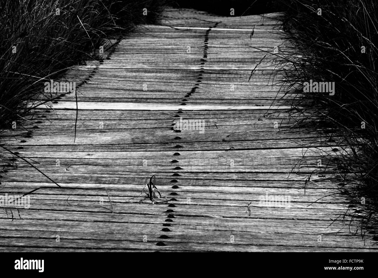 Luitel parco naturale, Francia, Alpi, Bog Foto Stock
