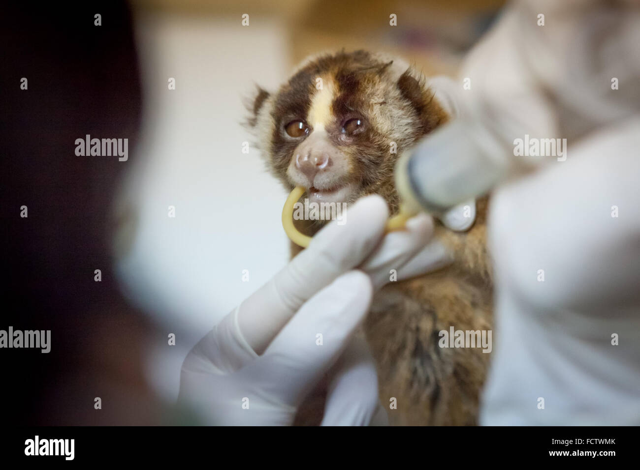 Un javan Slow loris viene nutrito durante il trattamento medico in un centro di riabilitazione gestito da International Animal Rescue (IAR) a Bogor, Indonesia. Foto Stock