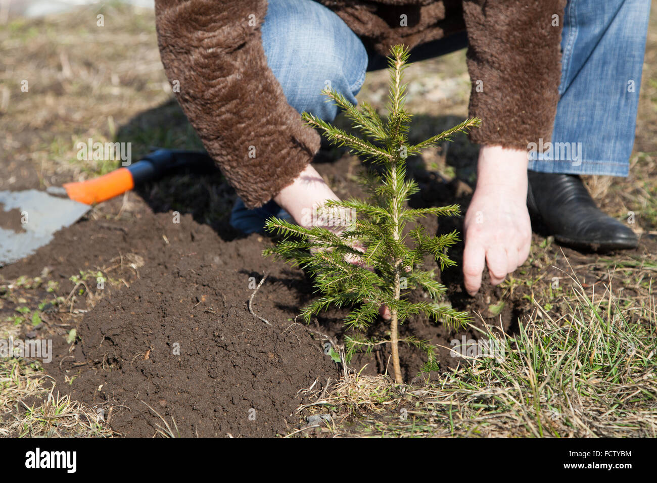 Piantare un albero Foto Stock