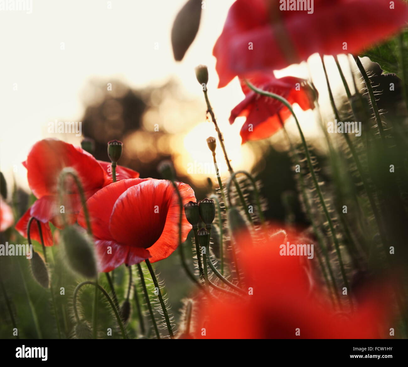 Campo di papavero Blooming oltre il tramonto di sera Foto Stock