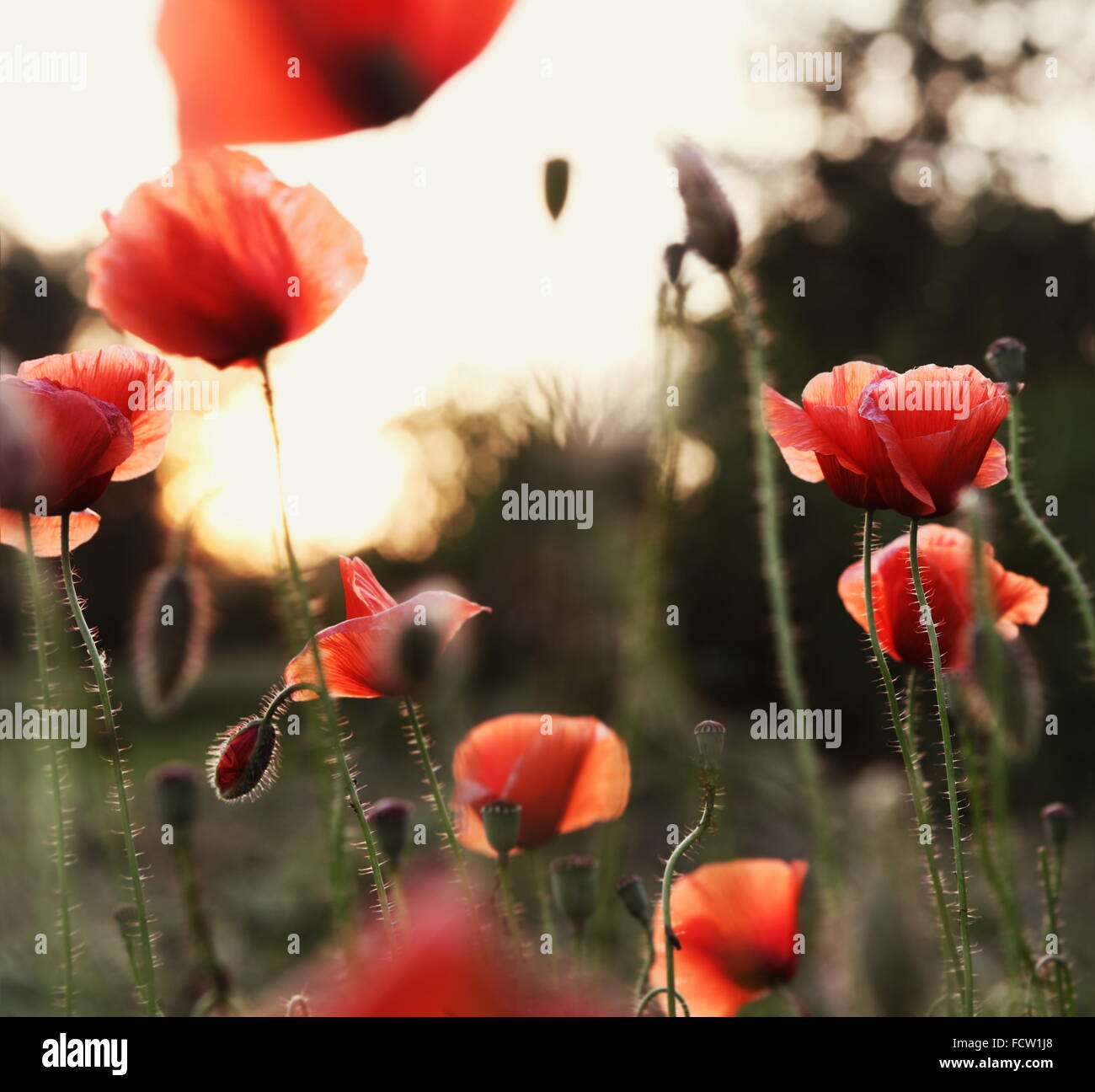 Campo di papavero Blooming tramonto sullo sfondo Foto Stock