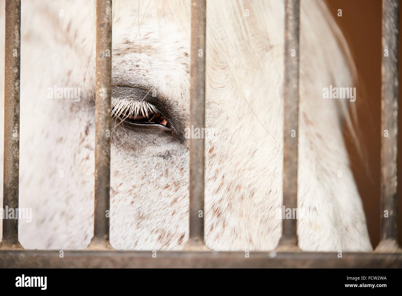 Cavallo nella casella Foto Stock