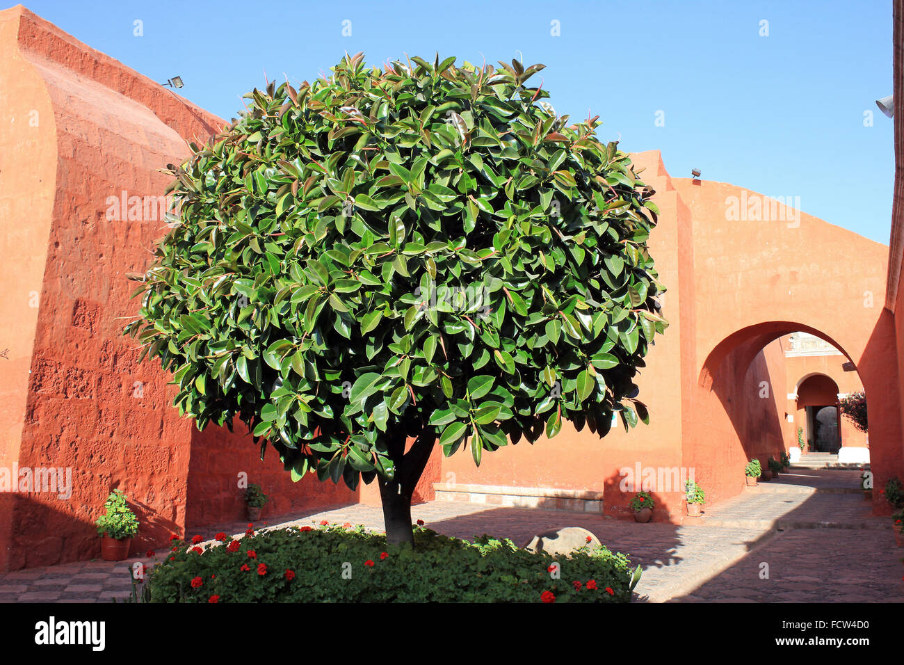 Oleandro albero in Santa Catalina Convento, Arequipa, Perù Foto Stock