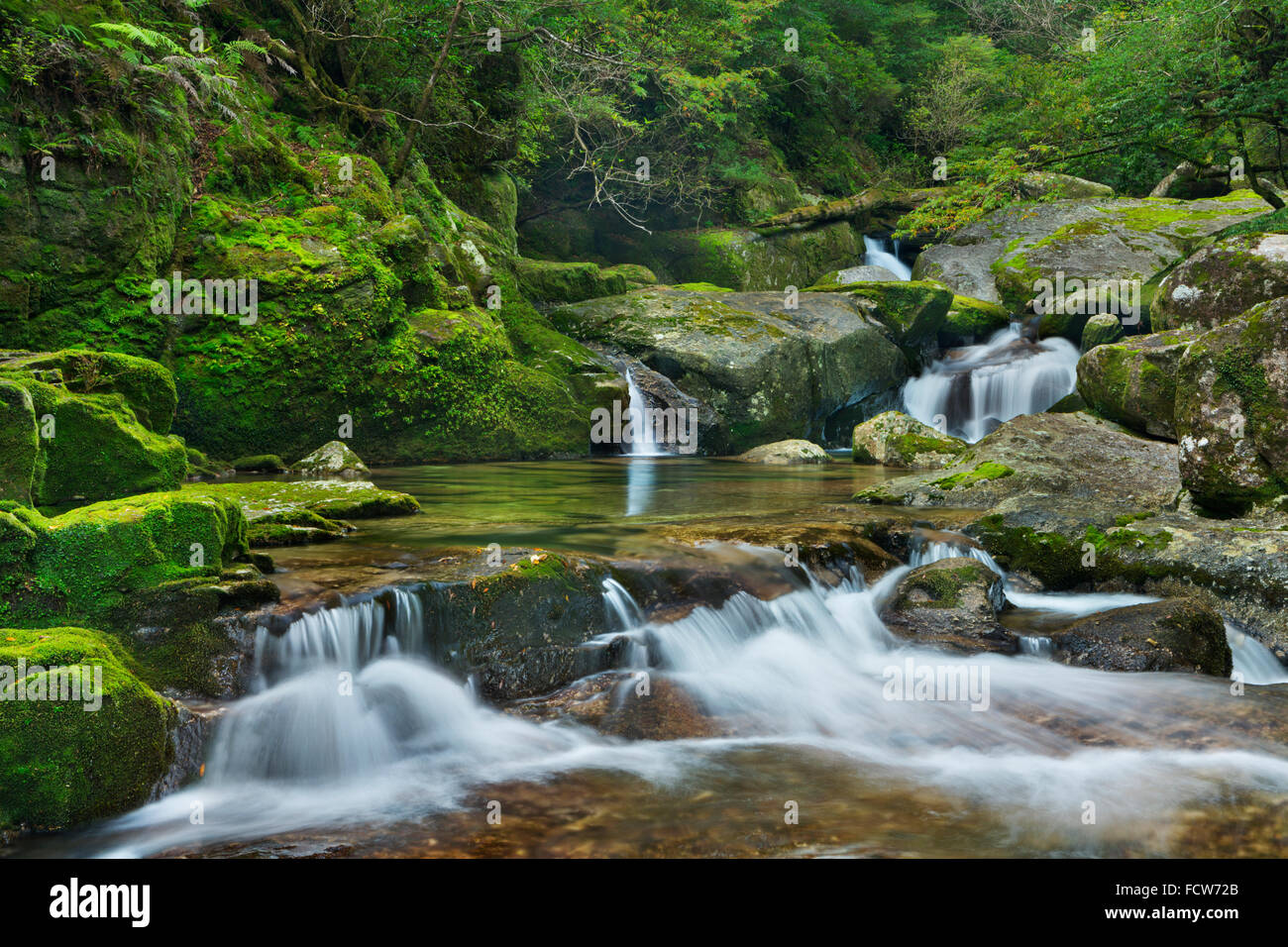 Un fiume attraverso la lussureggiante foresta pluviale nell'isola meridionale di Yakushima (屋久島), Giappone. Foto Stock
