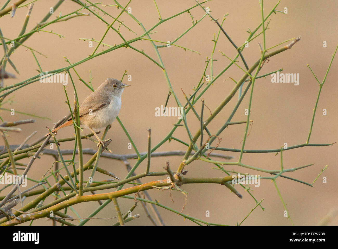 Asian Desert Warbler (Curruca nana) Foto Stock
