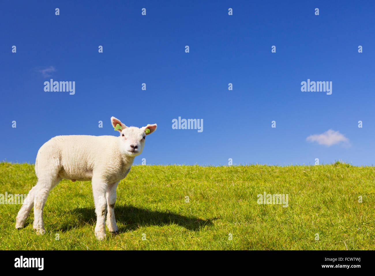 Un piccolo grazioso agnello di Texel in erba sull isola di Texel in Olanda in una giornata di sole. Foto Stock