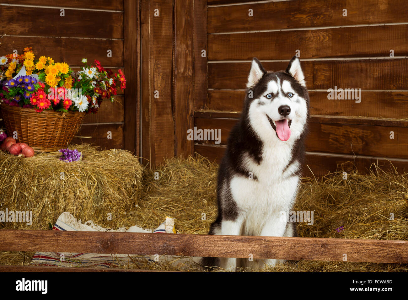 Dog-cucciolo di razza Siberian Husky Foto Stock