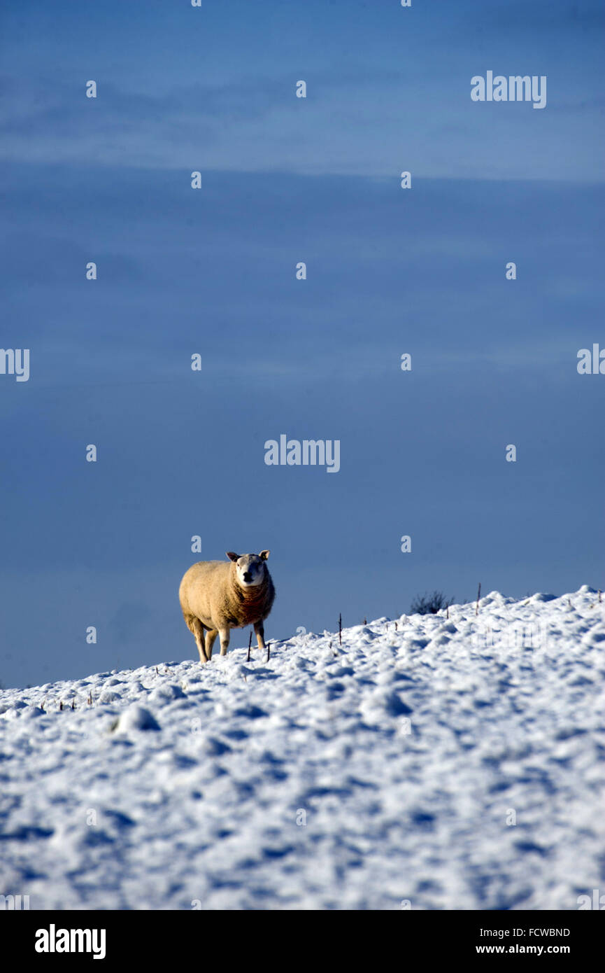 Pecora che pascola in campo nevoso Foto Stock