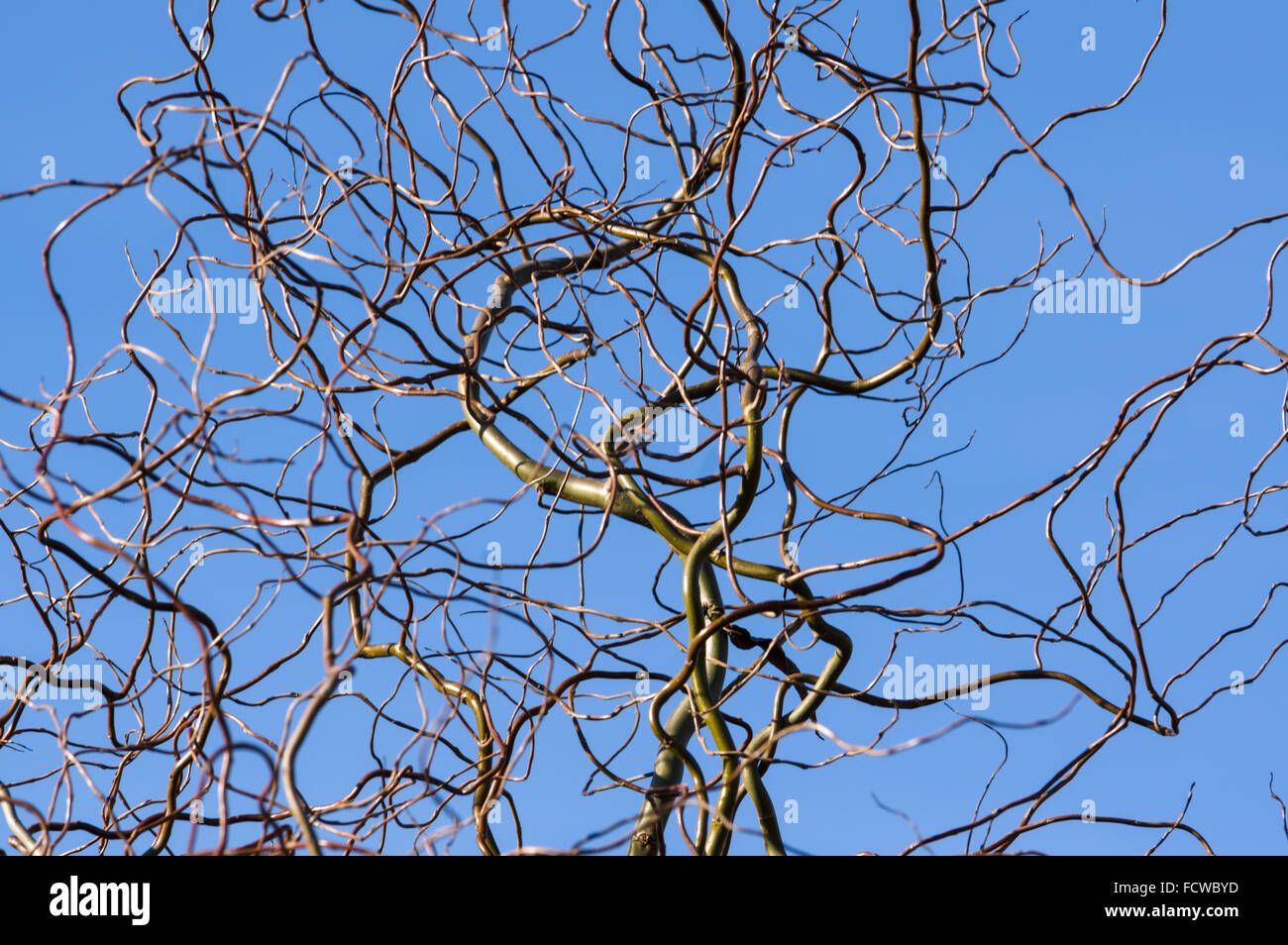 Rami del cavatappi willow nella parte anteriore del cielo blu Foto Stock