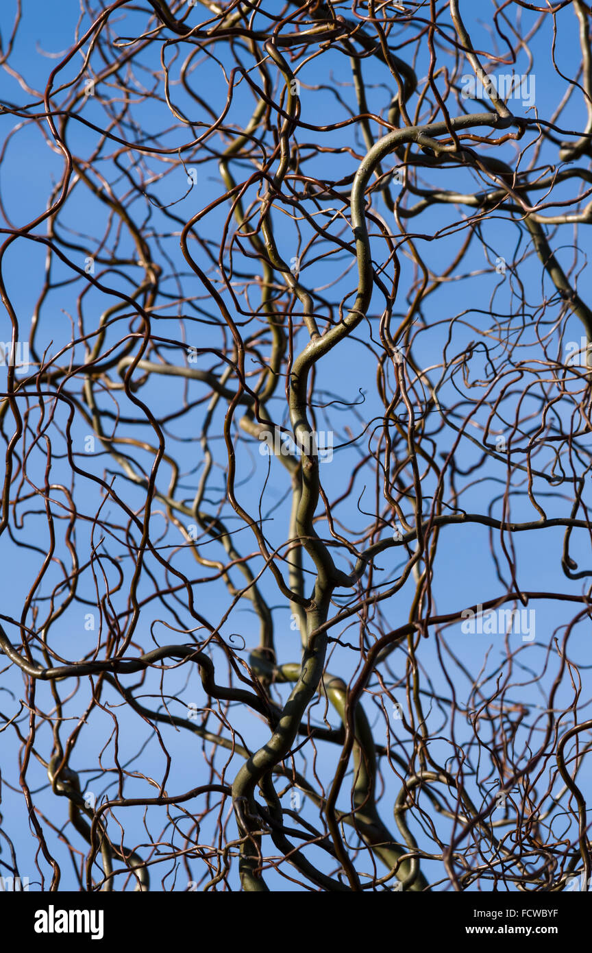 Rami del cavatappi willow nella parte anteriore del cielo blu Foto Stock