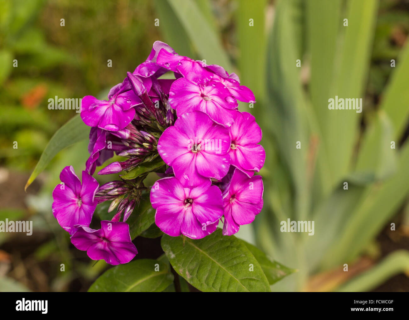 Primo piano di un giardino Phlox fiore Foto Stock