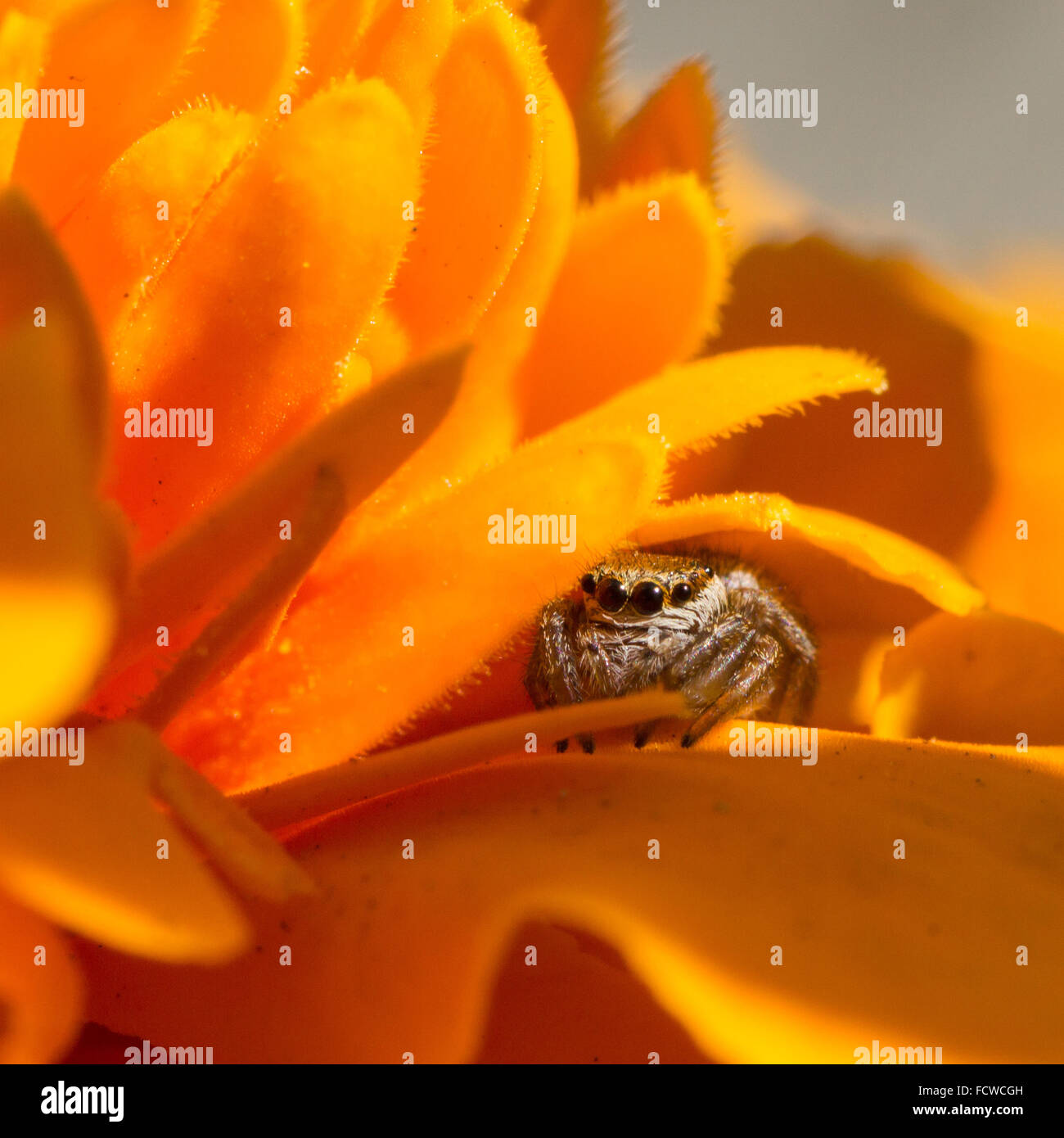 Primo piano di un grazioso piccolo Jumping spider seduti su un arancio brillante tagete Foto Stock