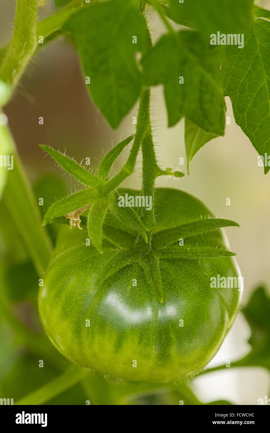 Primo piano di 1 pomodoro verde che cresce su un ramo, vista dall'alto Foto Stock