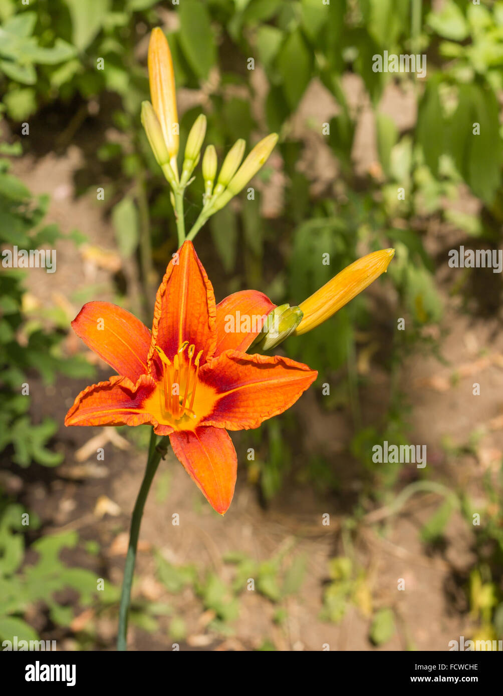 Primo piano di un Lilium (Giglio) fiore Foto Stock