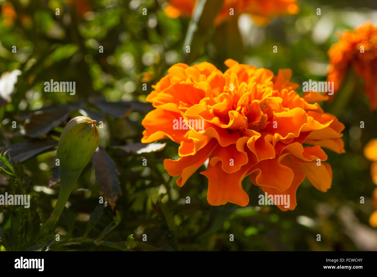 Calendula (Tagetes) Fiori, una famosa pianta di giardino con colori luminosi e chiari Foto Stock