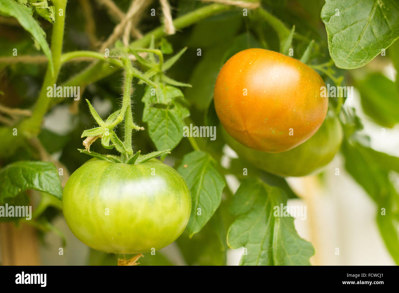 Primo piano di pomodori che crescono su un ramo, uno di loro di iniziare a maturare Foto Stock