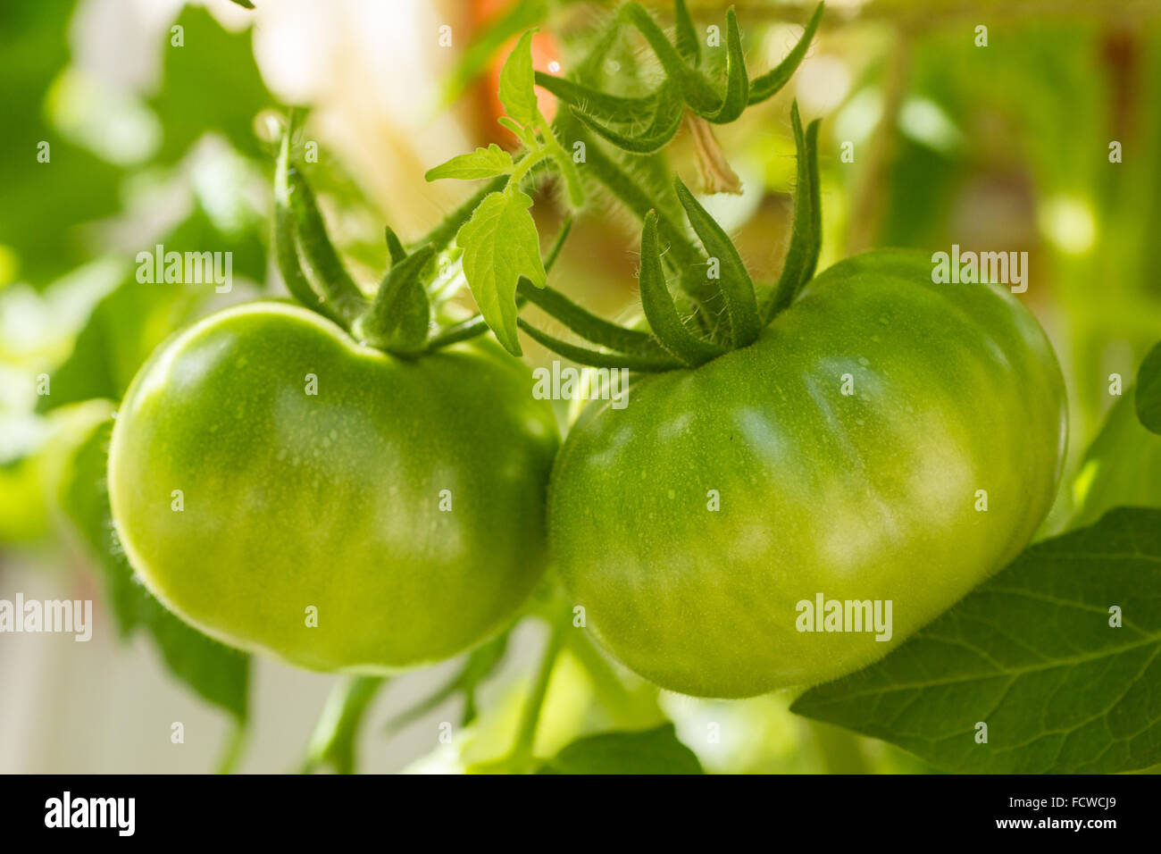 Primo piano di 2 pomodori verdi che crescono su di un ramo Foto Stock