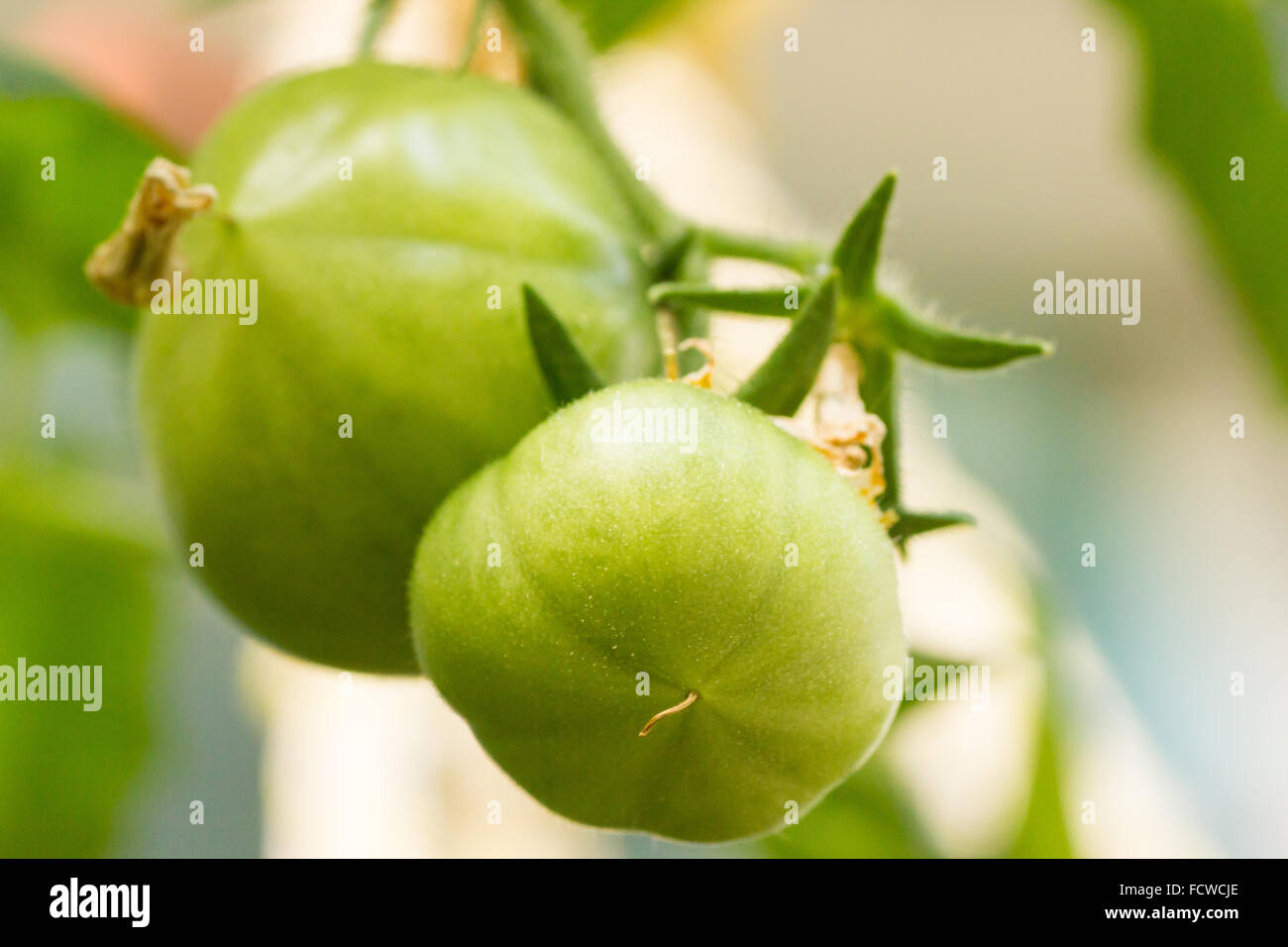 Primo piano di 2 pomodori verdi che crescono su di un ramo Foto Stock