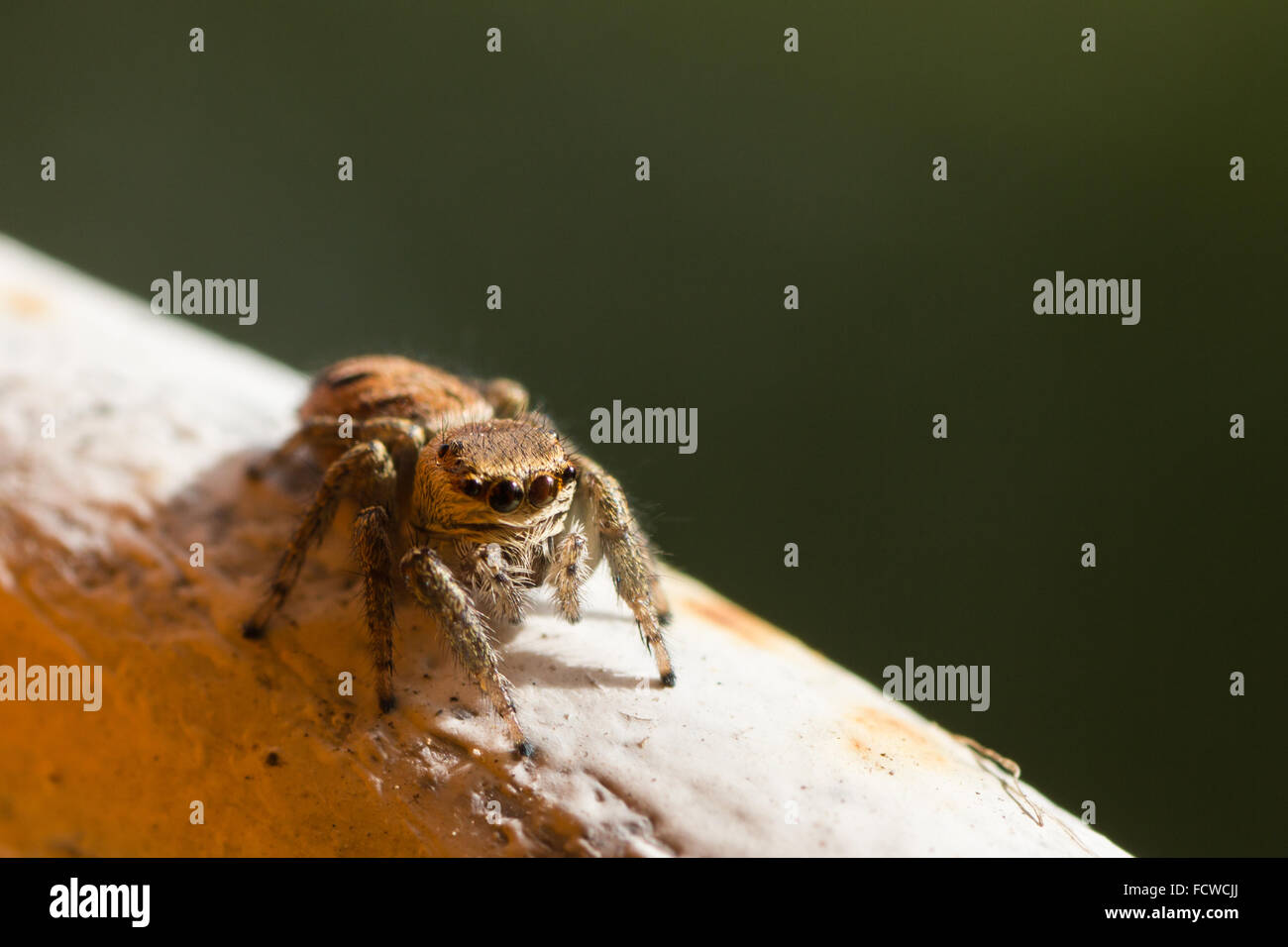 Primo piano di una Jumping spider (Salticidae) Foto Stock