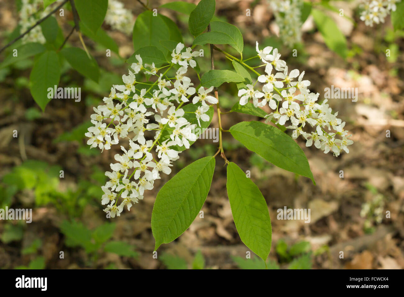 Bird Ciliegio (Prunus padus, Hackberry) in fiore Foto Stock