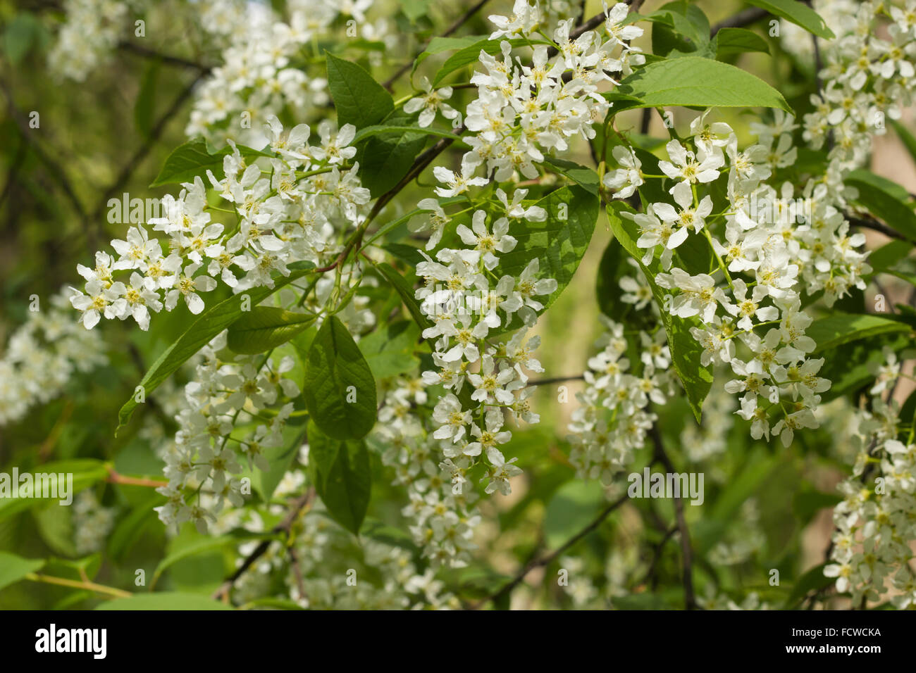 Bird Ciliegio (Prunus padus, Hackberry) in fiore Foto Stock