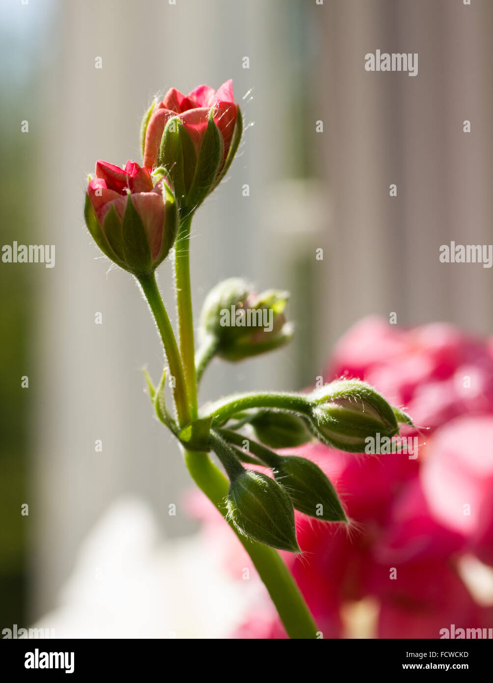 Primo piano di boccioli di rosa Pelargonium hortorum (geranio), un popolare houseplant Foto Stock