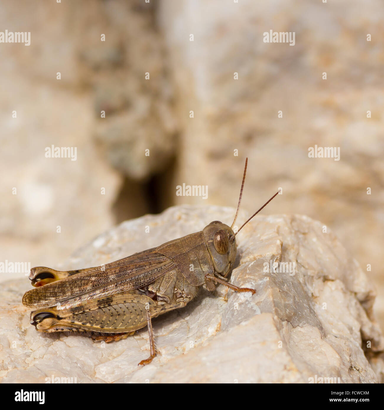 Primo piano di grasshopper seduta su pietra Foto Stock
